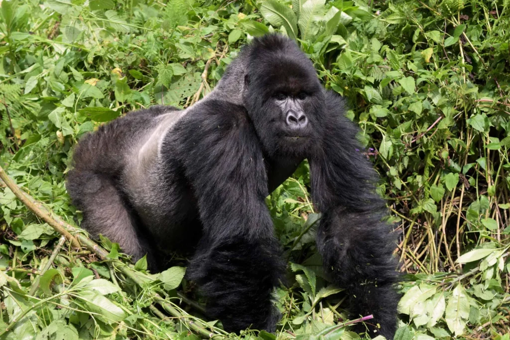 Gorilla Permit Uganda 2025 – Everything You Need to Know