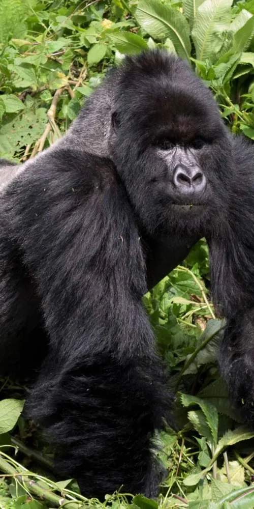 Gorilla Permit Uganda 2025 – Everything You Need to Know