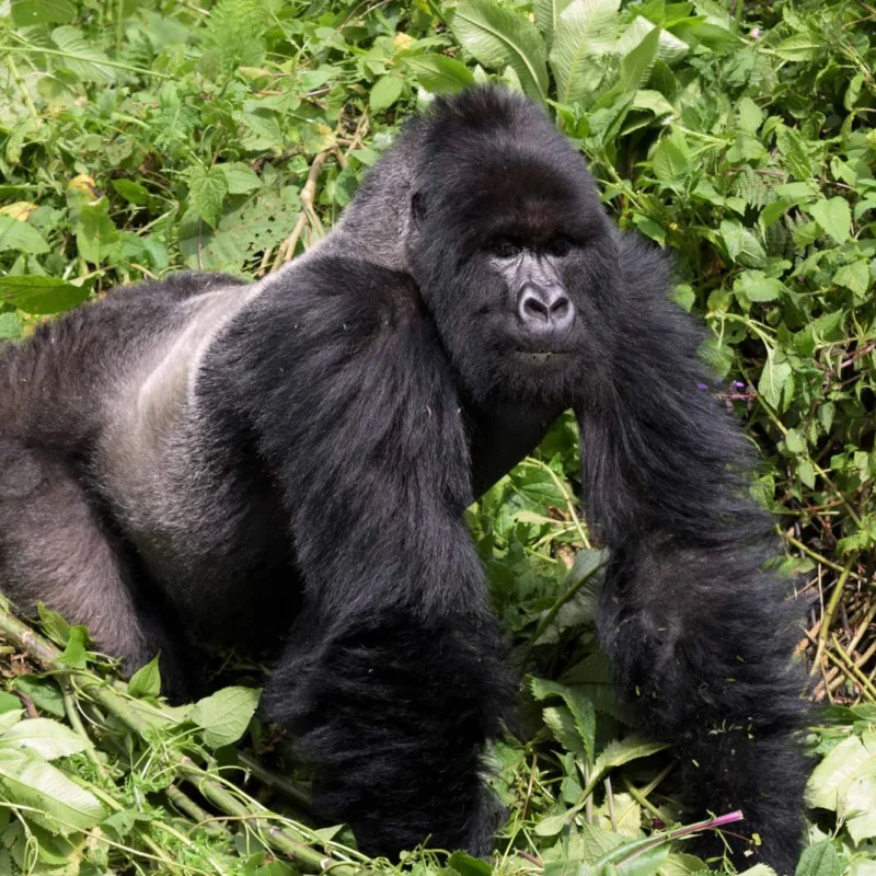 Gorilla Permit Uganda 2025 – Everything You Need to Know