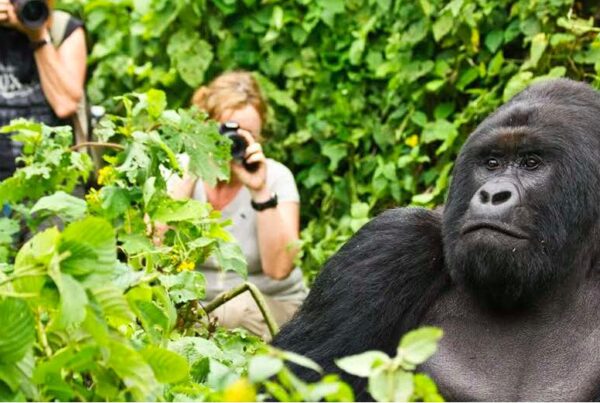 Gorilla Trekking: Uganda Versus Rwanda, Which Is Better?