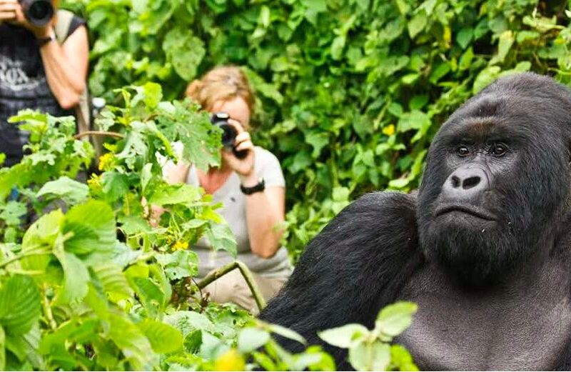 Gorilla Trekking: Uganda Versus Rwanda, Which Is Better?