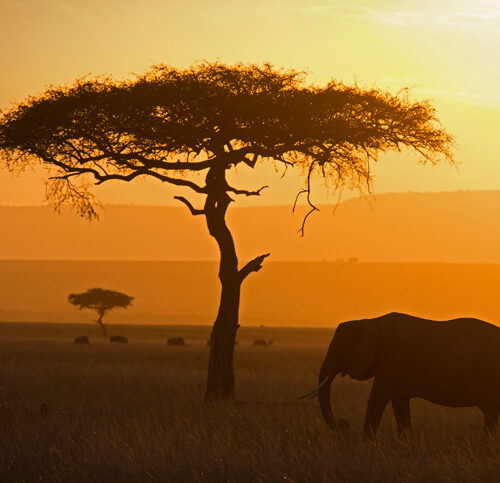 Masai Mara vs Serengeti – Which Park Should You Choose?