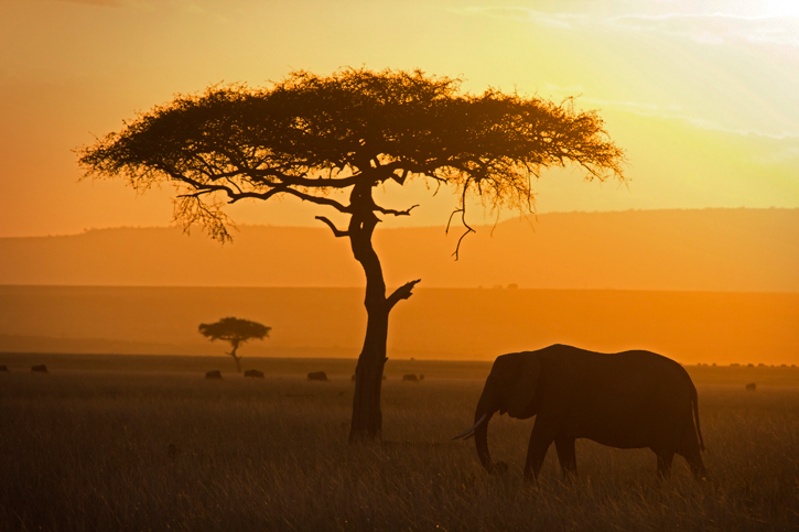 Masai Mara vs Serengeti – Which Park Should You Choose?