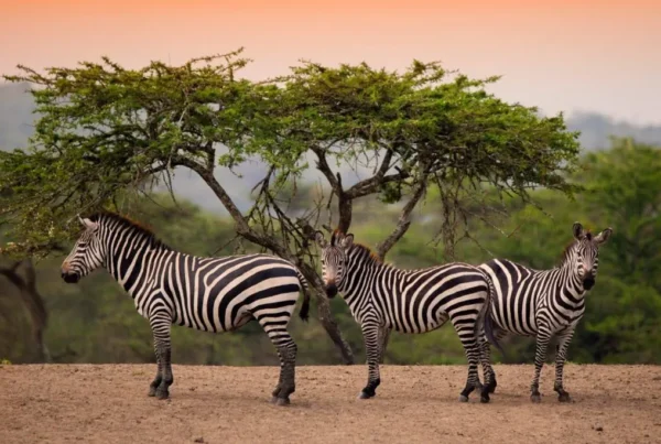 Places to visit in Uganda, Safari destinations