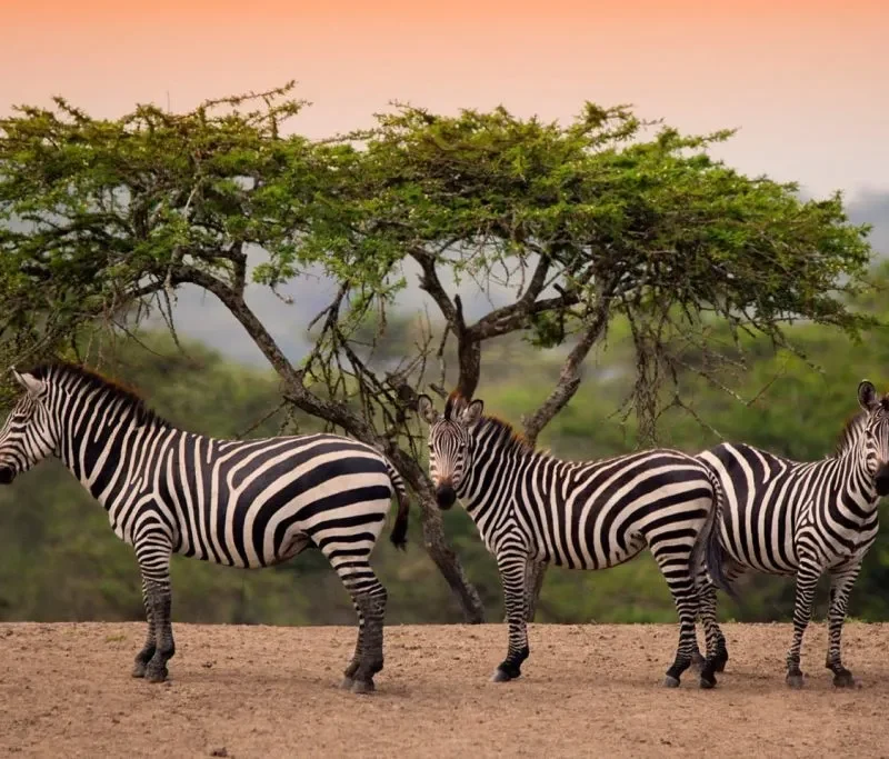 Places to visit in Uganda, Safari destinations