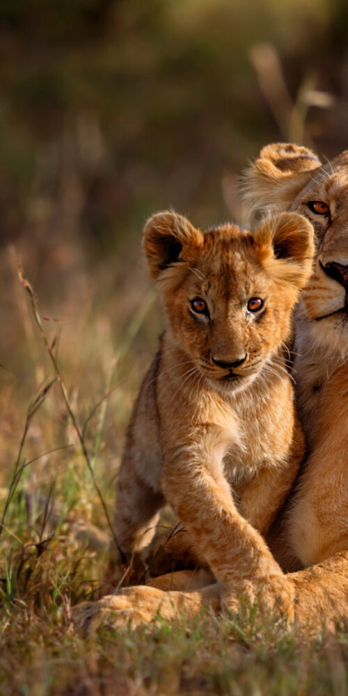 Serengeti vs Kruger. Which Is Better for an African Safari?