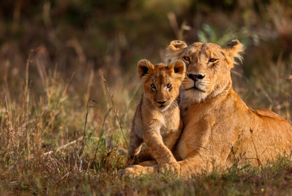 Serengeti vs Kruger. Which Is Better for an African Safari?