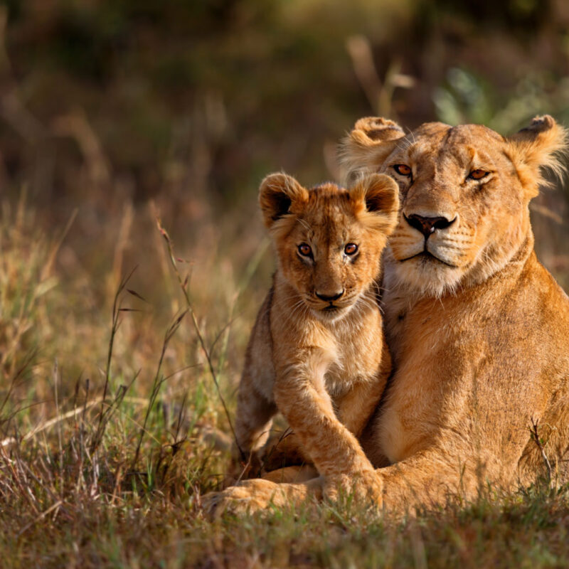 Serengeti vs Kruger. Which Is Better for an African Safari?