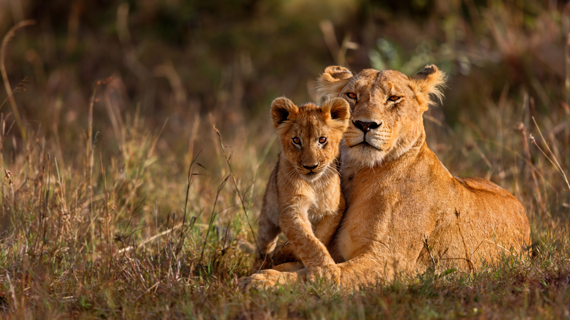 Serengeti vs Kruger. Which Is Better for an African Safari?