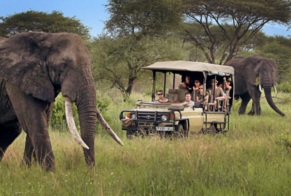 The Best East African Safari Tours