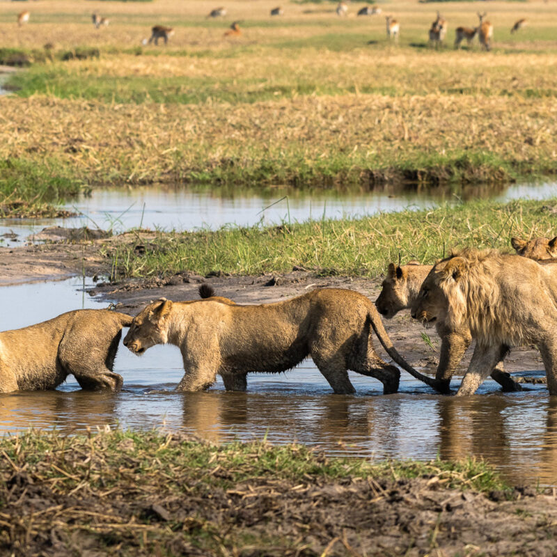 Top 10 Best African Safari Parks & Destinations of 2025 - 2026