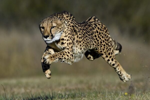 Top 10 Best Places To Locate Cheetah on Safari