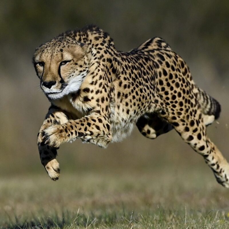 Top 10 Best Places To Locate Cheetah on Safari