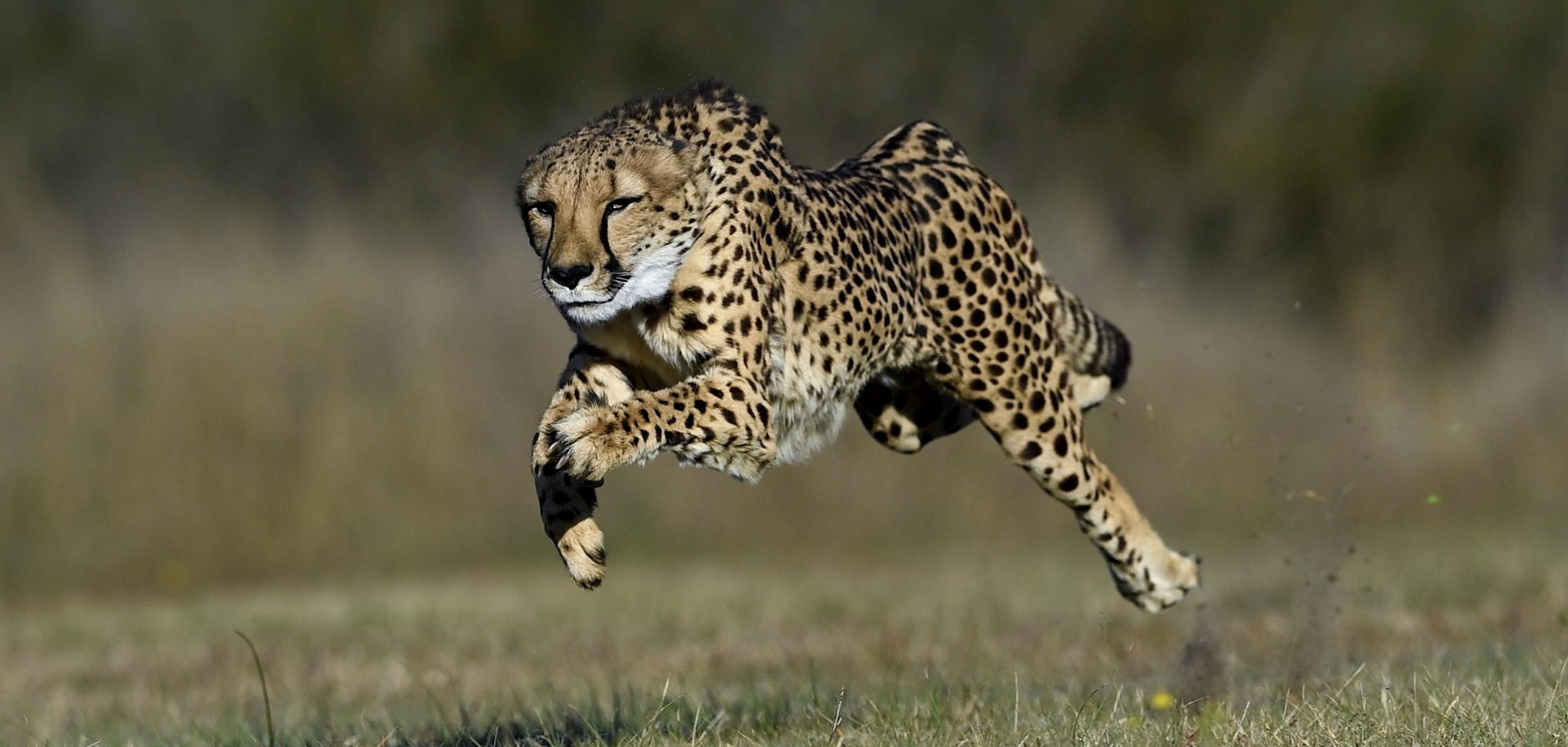 Top 10 Best Places To Locate Cheetah on Safari