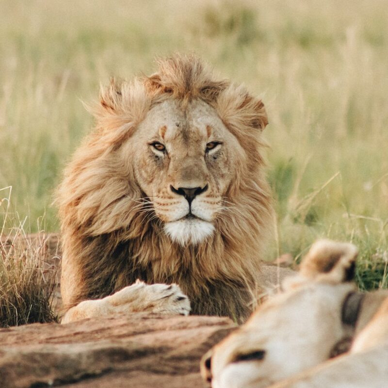 Top 10 Best Places To See Lions in Africa