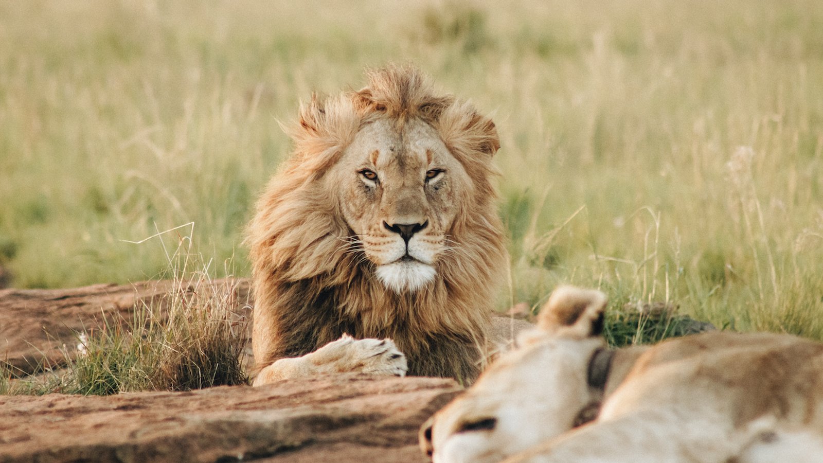 Top 10 Best Places To See Lions in Africa
