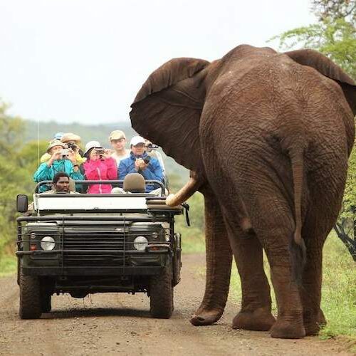 Top 10 Best Private Game Reserves in South Africa