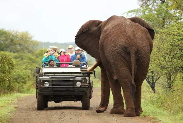 Top 10 Best Private Game Reserves in South Africa
