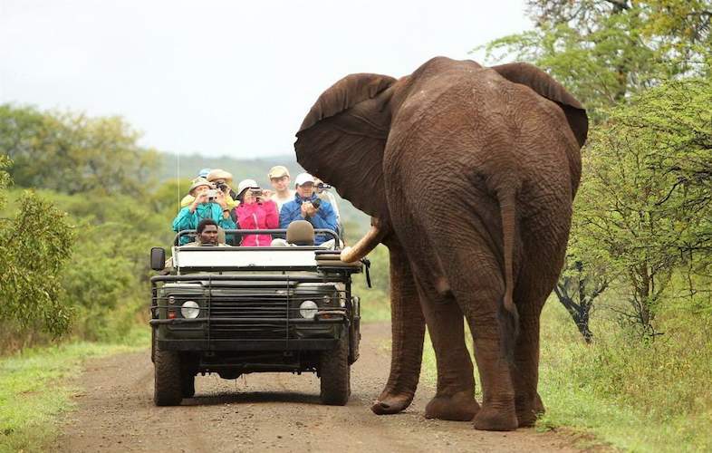 Top 10 Best Private Game Reserves in South Africa