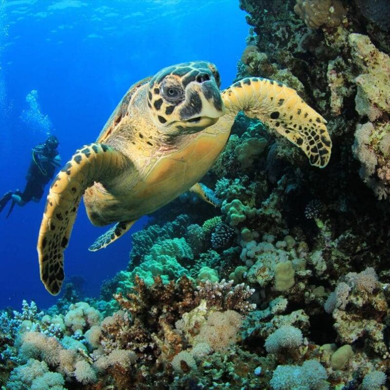 Top 10 Best Things To Do in Mozambique
