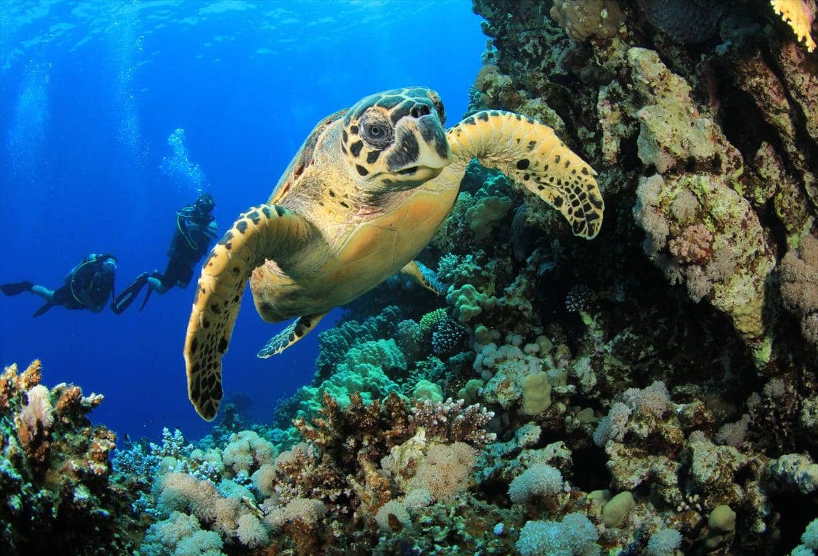 Top 10 Best Things To Do in Mozambique