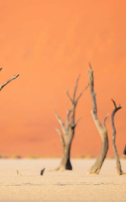 Top 10 Best Things To Do in Namibia
