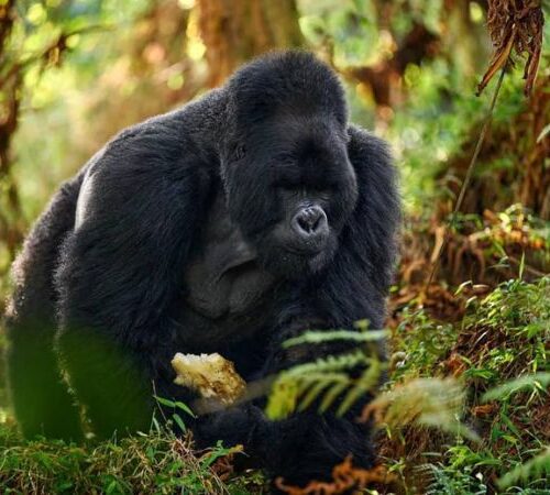 Top 10 Best Things To Do in Uganda