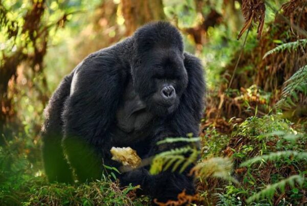 Top 10 Best Things To Do in Uganda