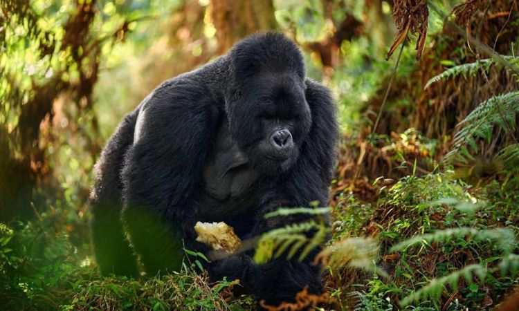 Top 10 Best Things To Do in Uganda