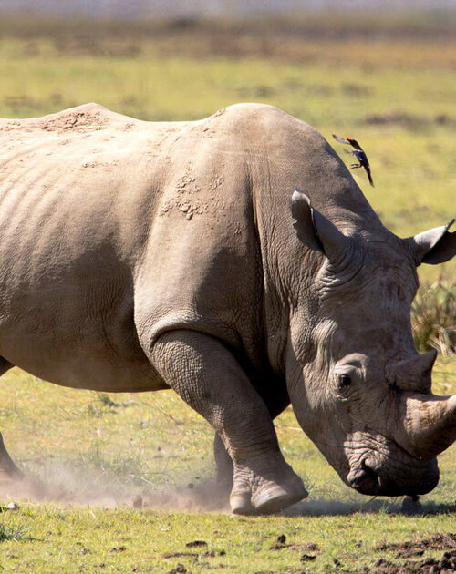 Top 12 Best Places To See Rhinos on Safari in Africa
