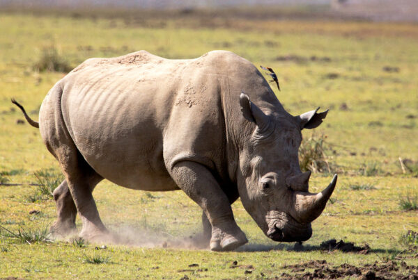 Top 12 Best Places To See Rhinos on Safari in Africa