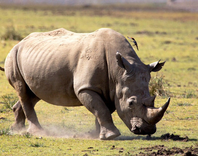 Top 12 Best Places To See Rhinos on Safari in Africa