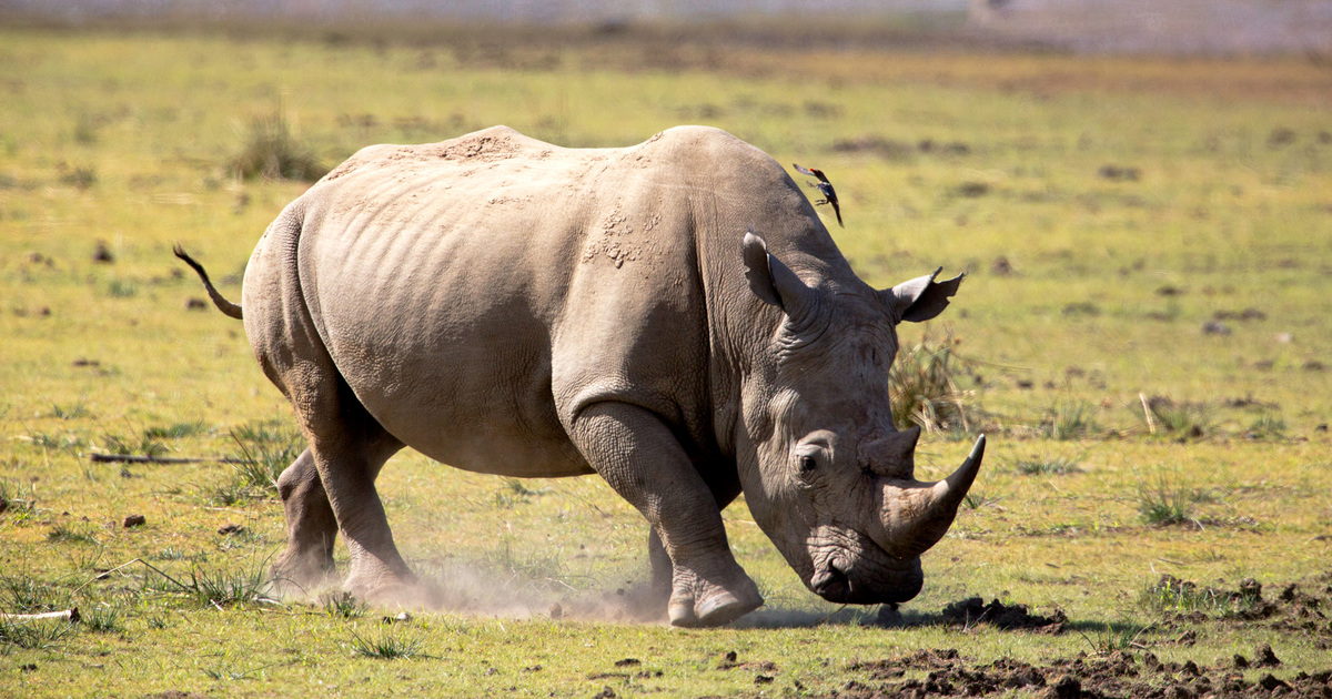 Top 12 Best Places To See Rhinos on Safari in Africa