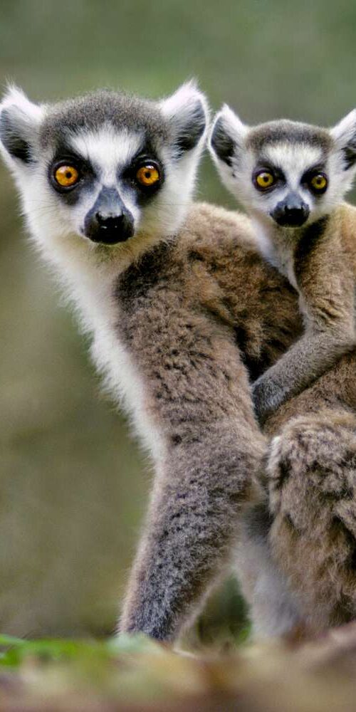 Top 15 Best Things to See and Do in Madagascar