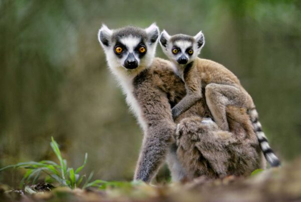 Top 15 Best Things to See and Do in Madagascar
