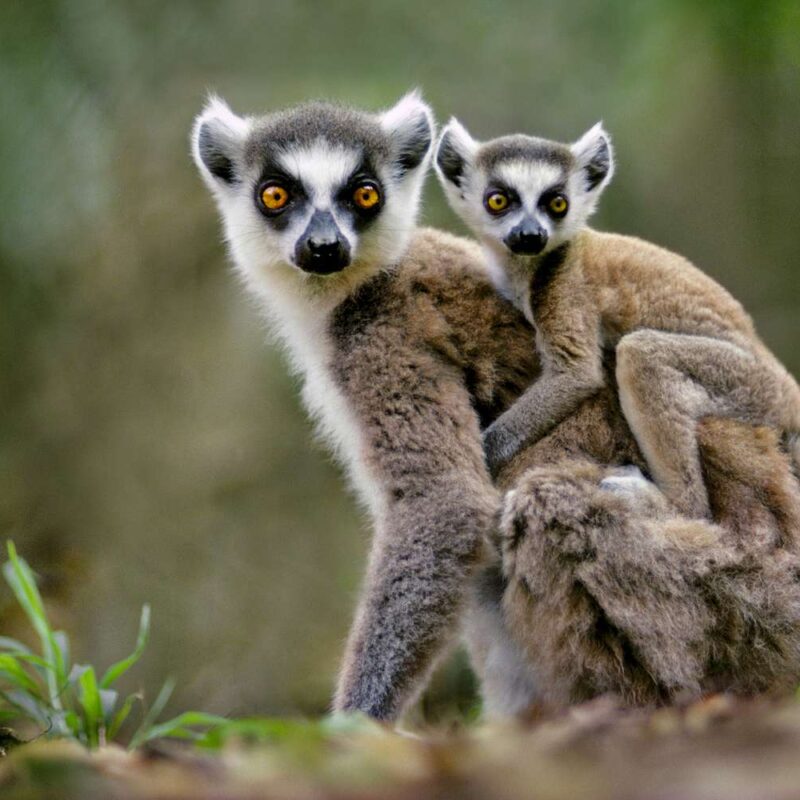 Top 15 Best Things to See and Do in Madagascar