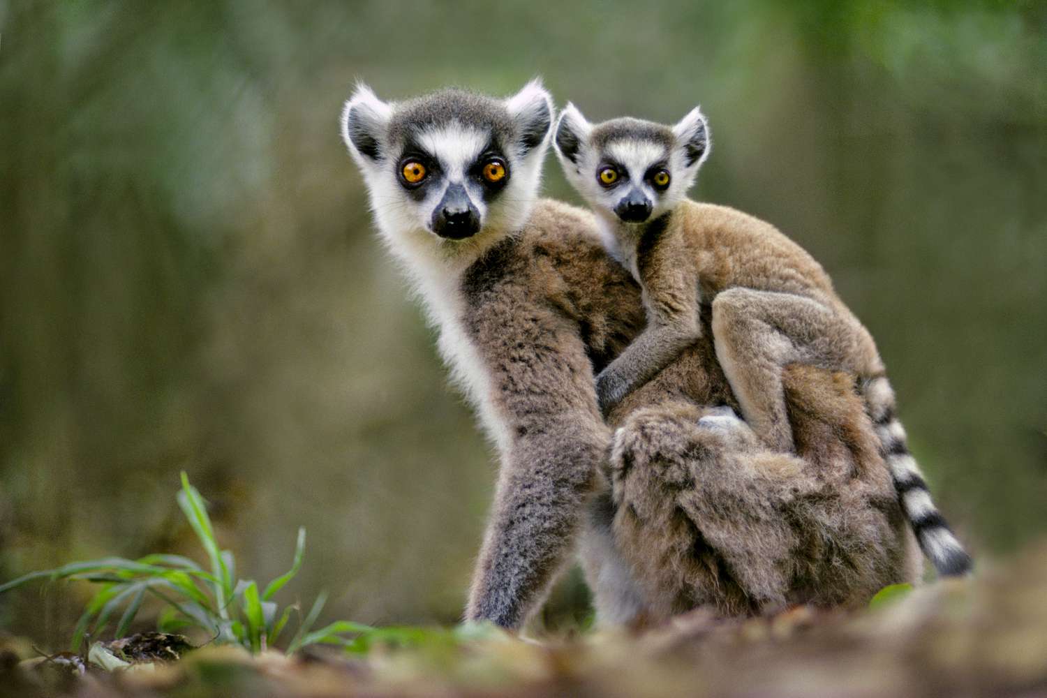Top 15 Best Things to See and Do in Madagascar