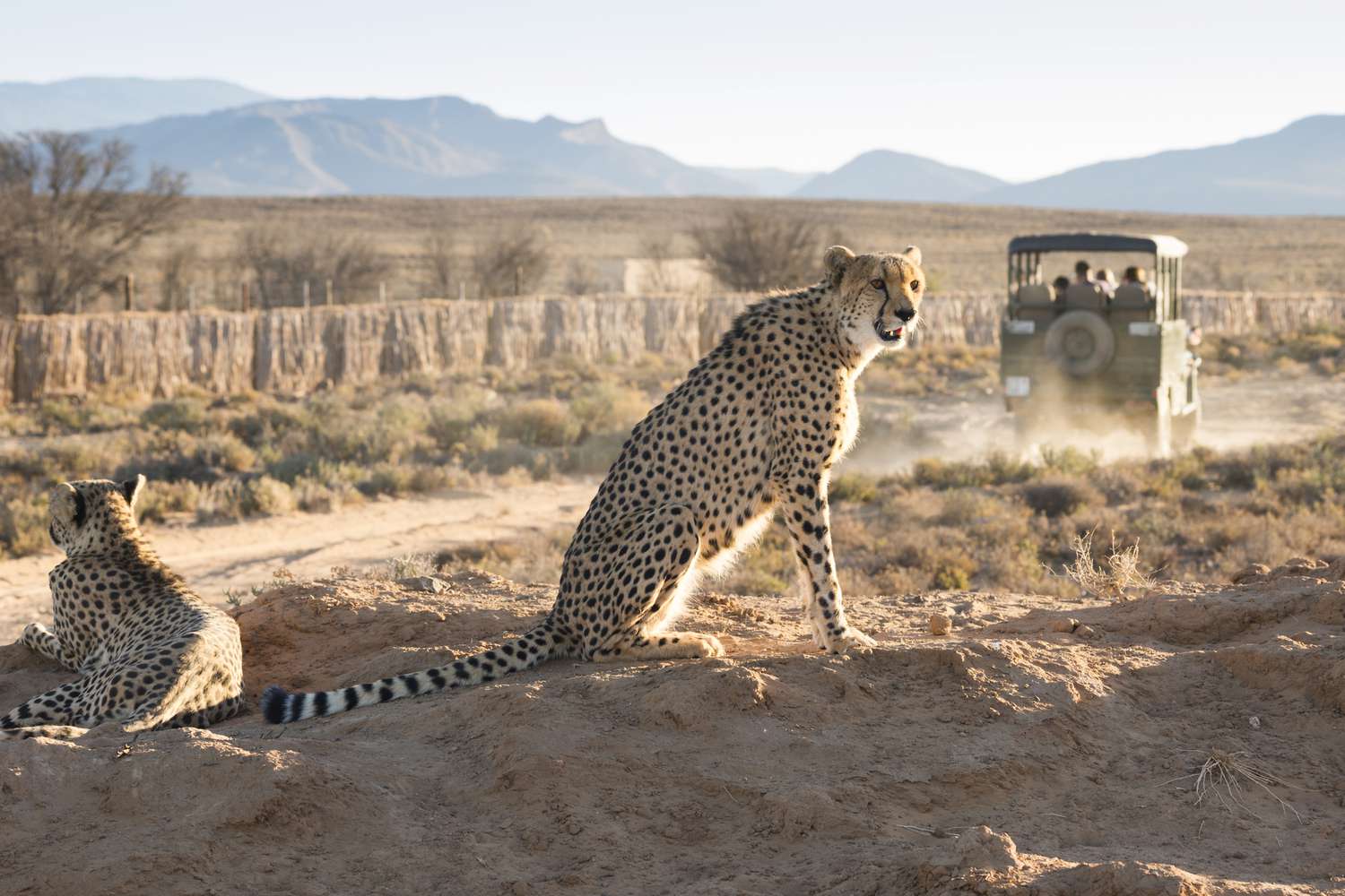 Top 5 Best Game Reserves for Safaris Near Cape Town