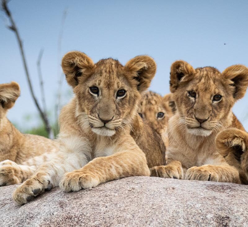 Top 5 Best Tanzania Itinerary Ideas