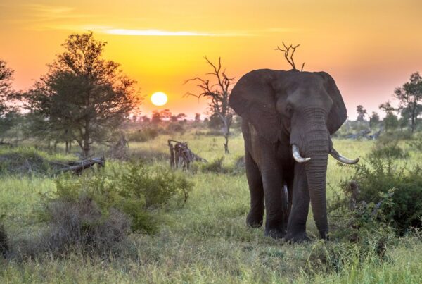 Top 6 Best Private Game Reserves Bordering Kruger National Park