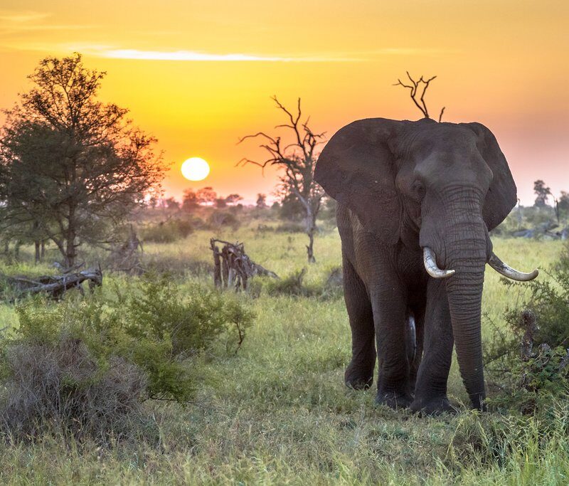 Top 6 Best Private Game Reserves Bordering Kruger National Park