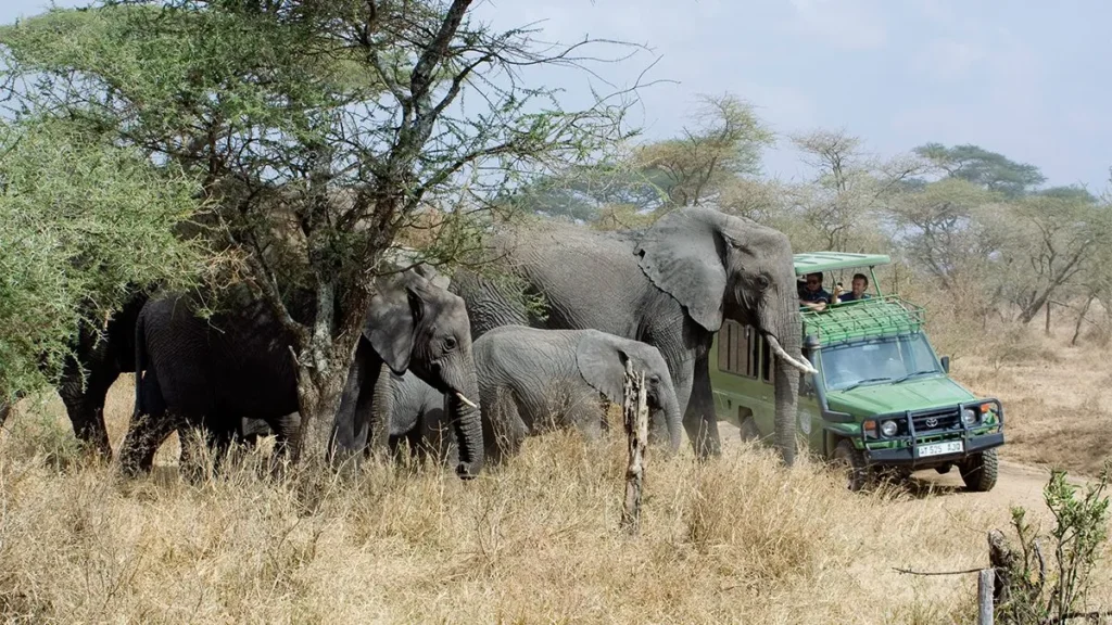 Top recommended uganda safaris