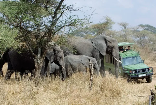 Top recommended uganda safaris