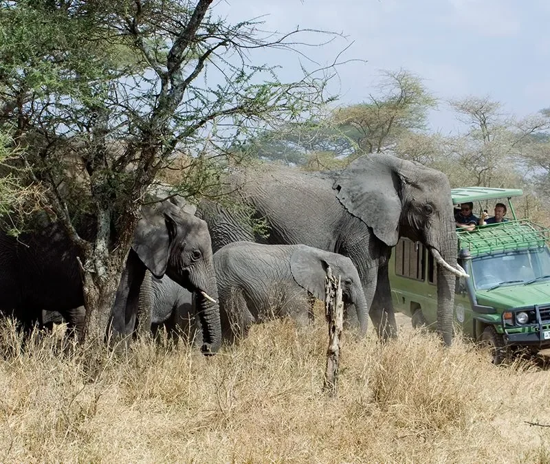 Top recommended uganda safaris
