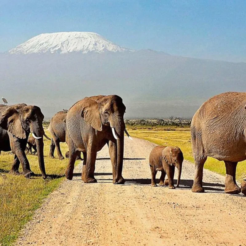 Where To See Elephants in Africa – the Top 5 Best Safari Destinations To See Elephants