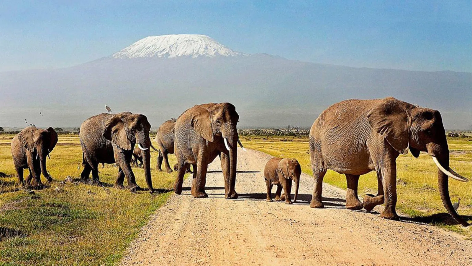 Where To See Elephants in Africa