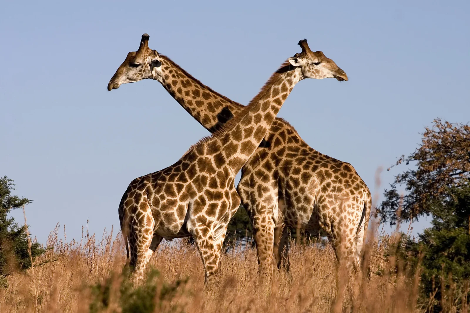 Where To See Giraffes in Africa – The 10 Best Places To Go