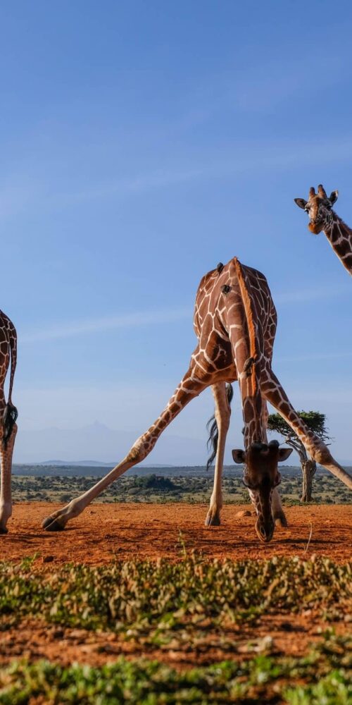 Where To See Giraffes in Africa – The 10 Best Places To Go