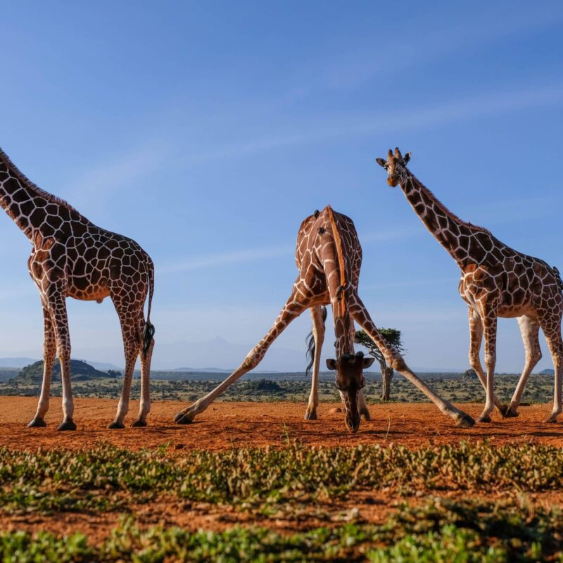 Where To See Giraffes in Africa – The 10 Best Places To Go