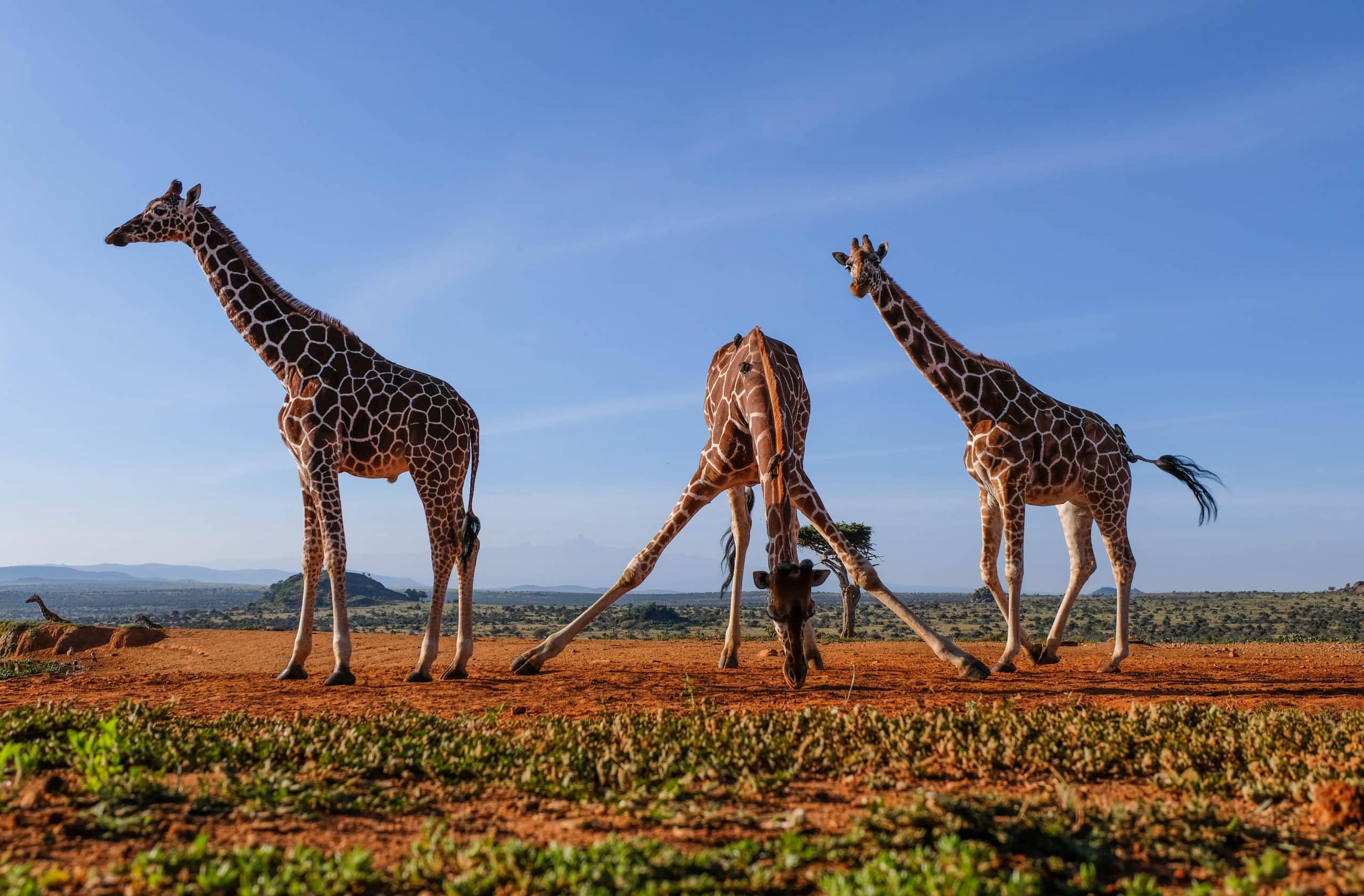 Where To See Giraffes in Africa – The 10 Best Places To Go